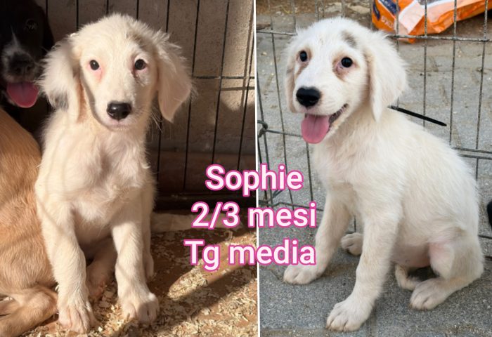 Cuccioli esclusi da tutti - media 8