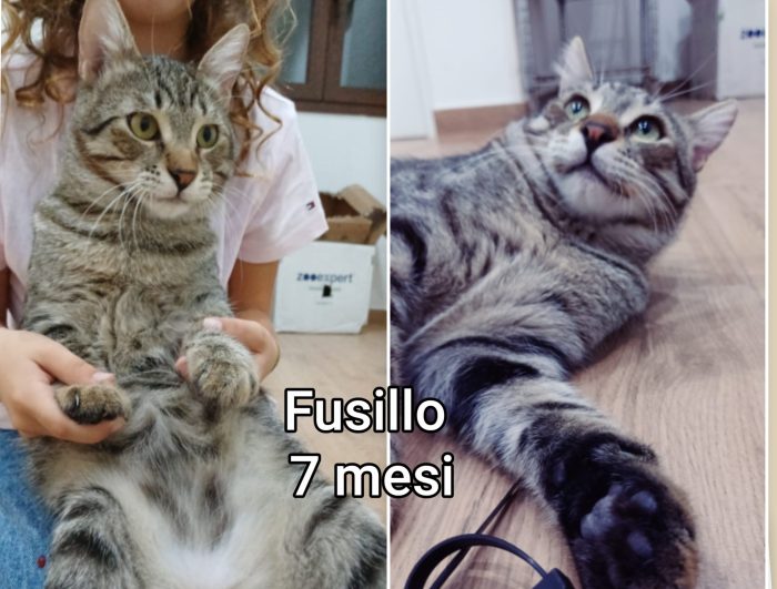 Mici da adottare