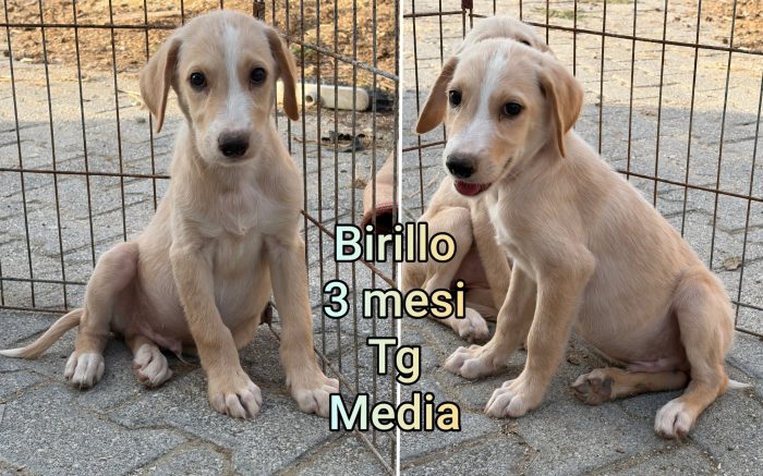 Troppi cuccioli soli - media 5