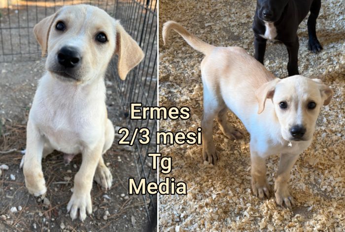 Troppi cuccioli soli - media 4
