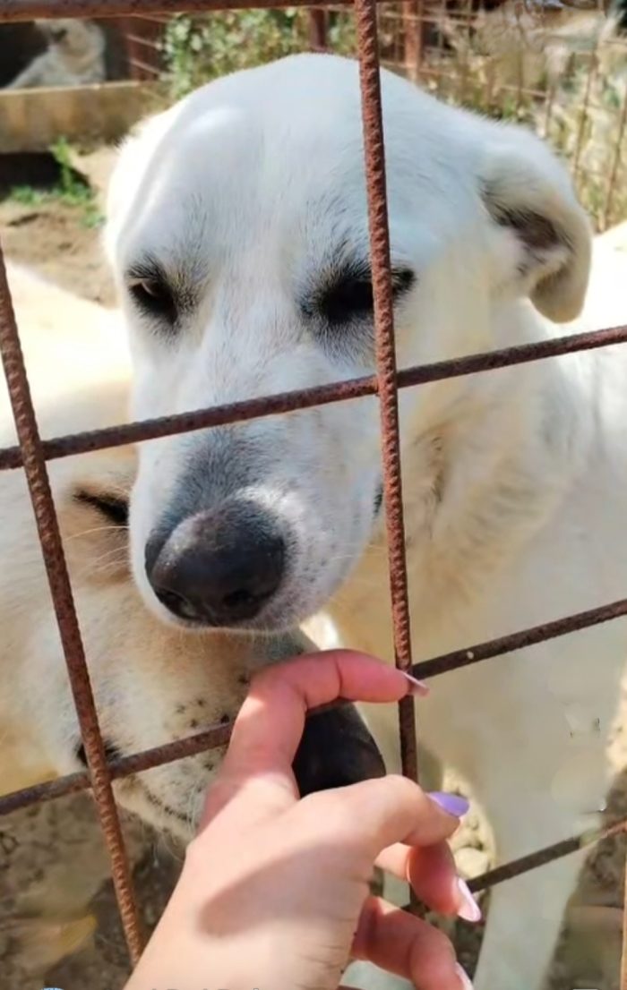 Lola cerca una famiglia amorevole