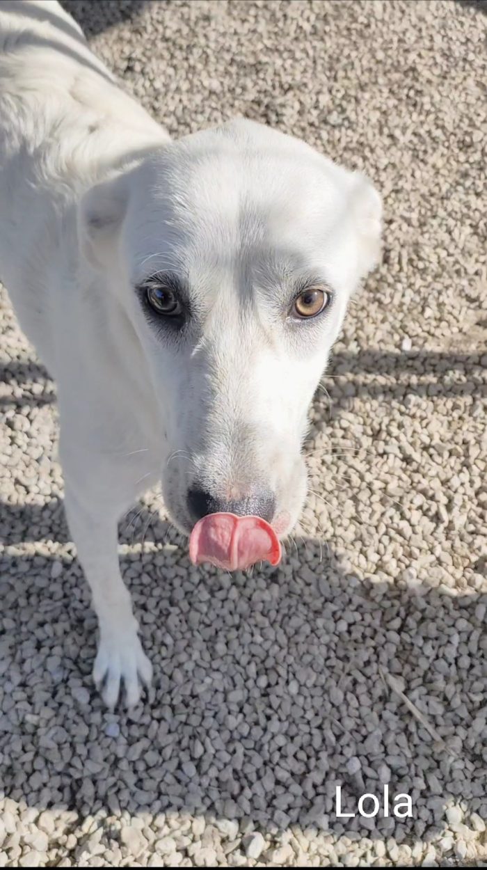 Lola cerca una famiglia amorevole - media 4
