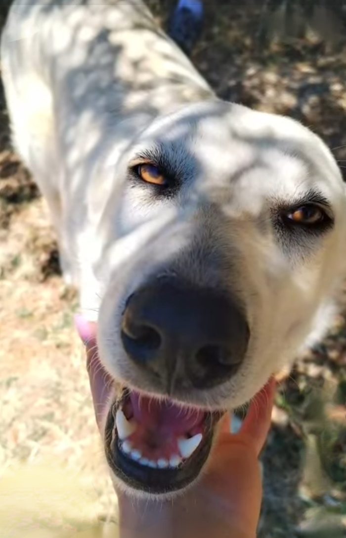 Lola cerca una famiglia amorevole