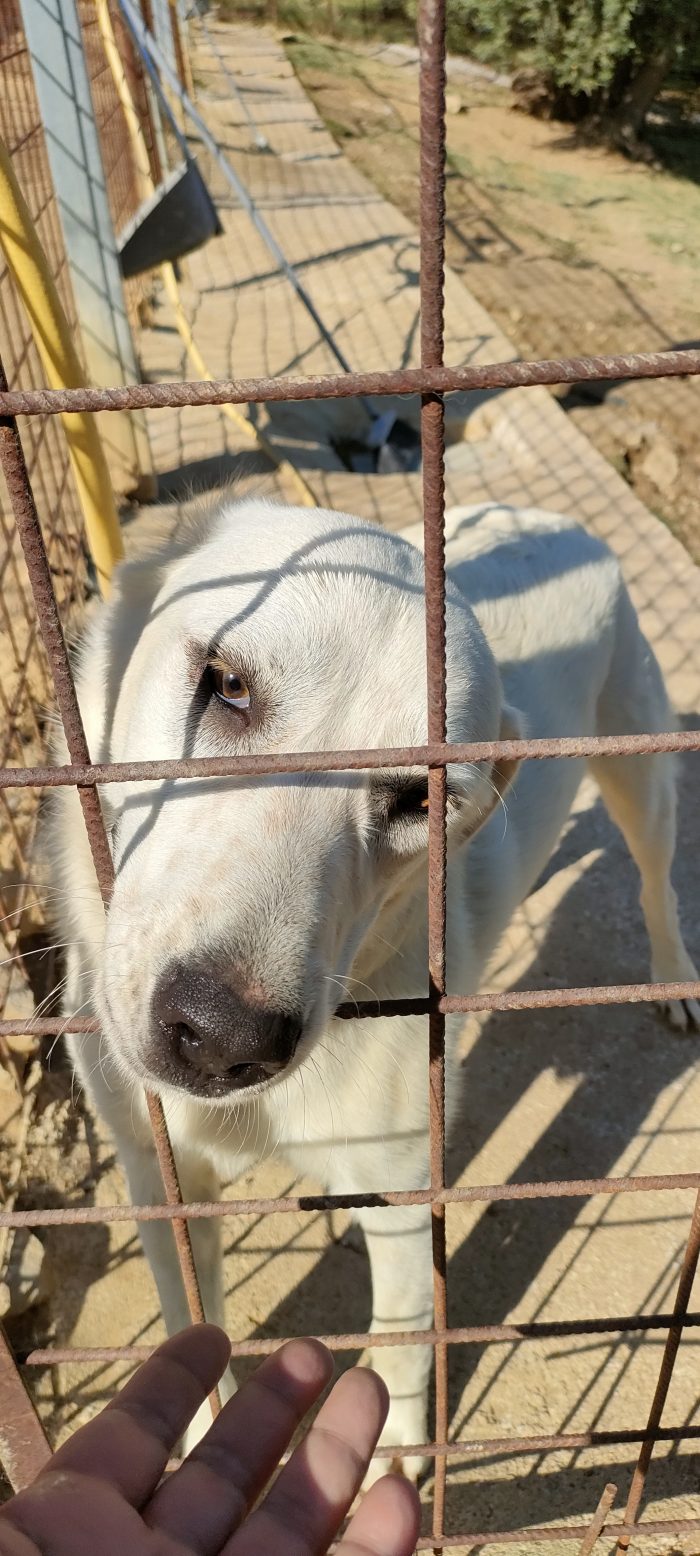 Lola cerca una famiglia amorevole - media 7