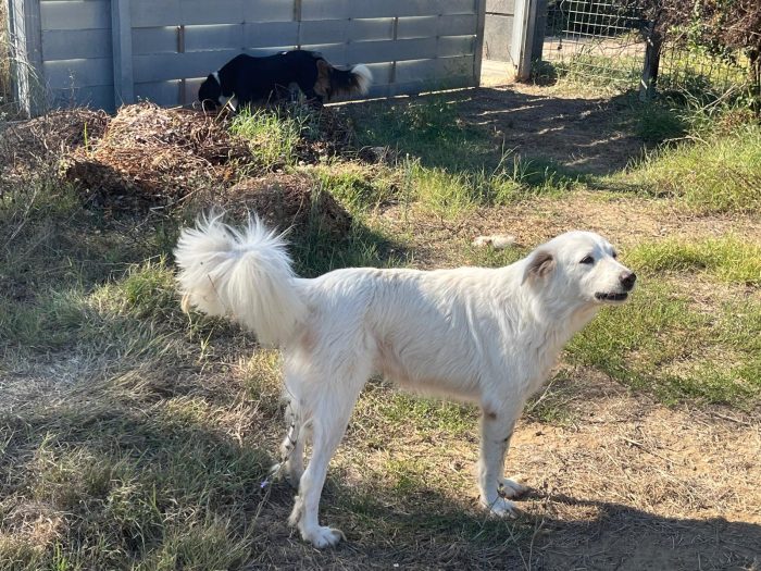 Luna , Polpetta e Carolina cercano casa