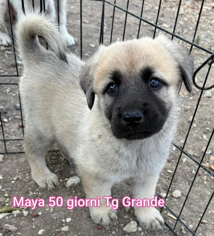 Adottate un cucciolo!