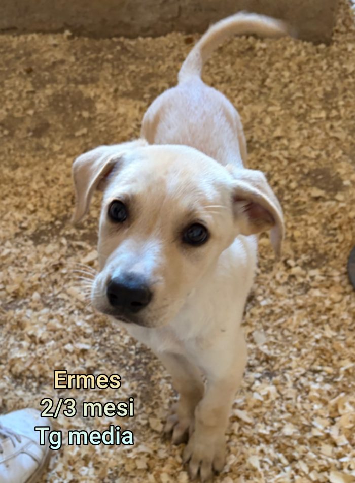 Adottate un cucciolo! - media 4