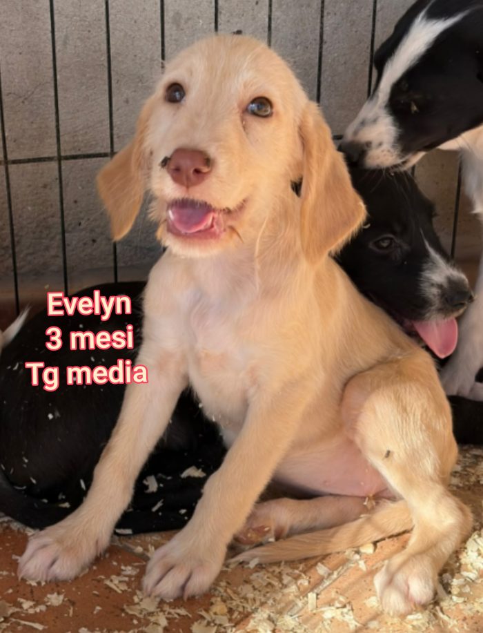Adottate un cucciolo! - media 5
