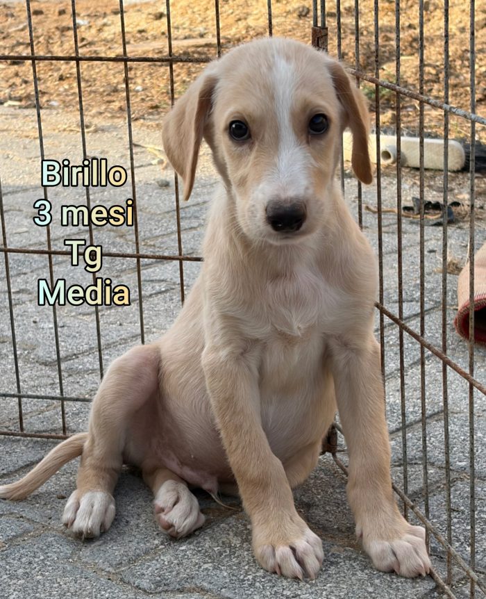 Adottate un cucciolo! - media 6
