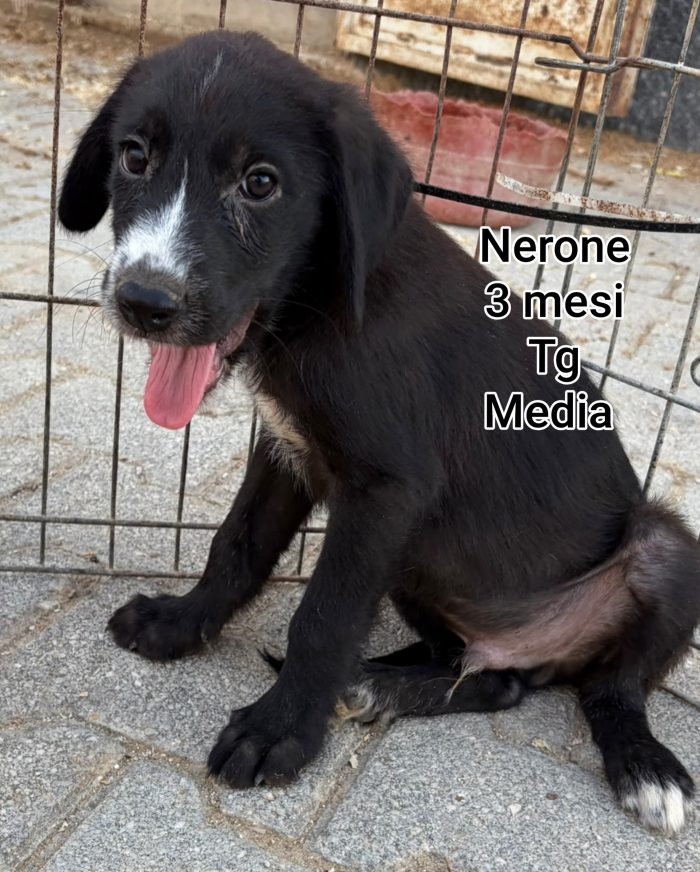 Adottate un cucciolo! - media 7