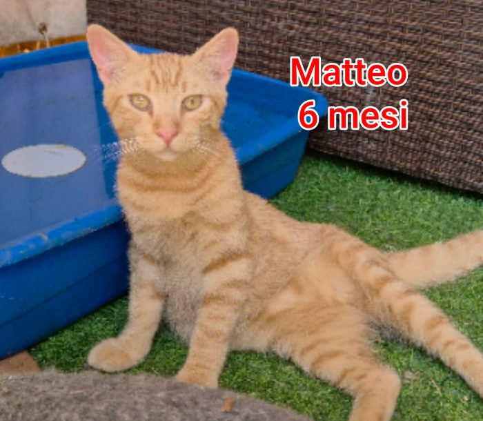 ADOZIONI MICI SENZA CASA