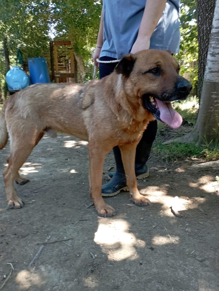 💙TOTO' CERCA IL SUO RISCATTO PER SEMPRE - media 5