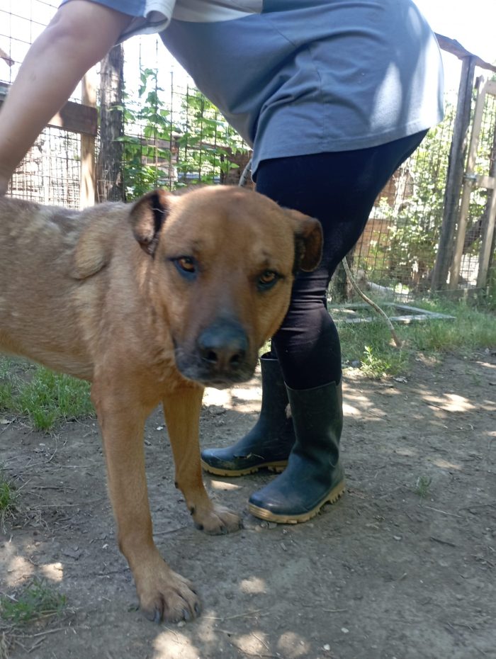 💙TOTO' CERCA IL SUO RISCATTO PER SEMPRE - media 7