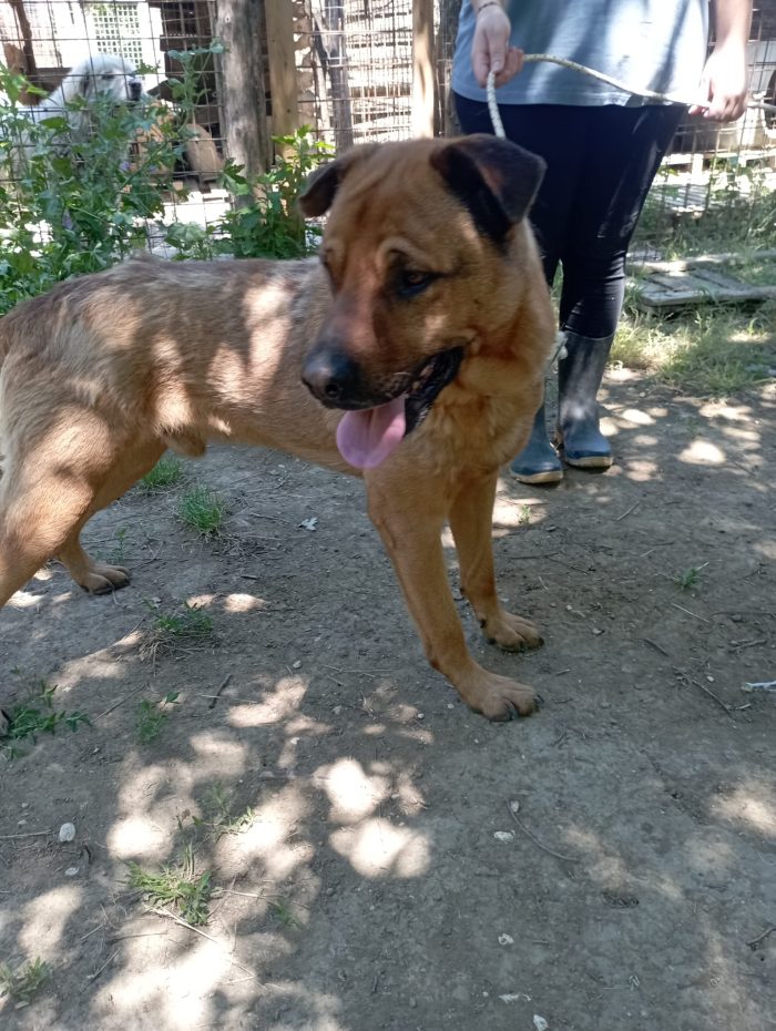 💙TOTO' CERCA IL SUO RISCATTO PER SEMPRE - media 6