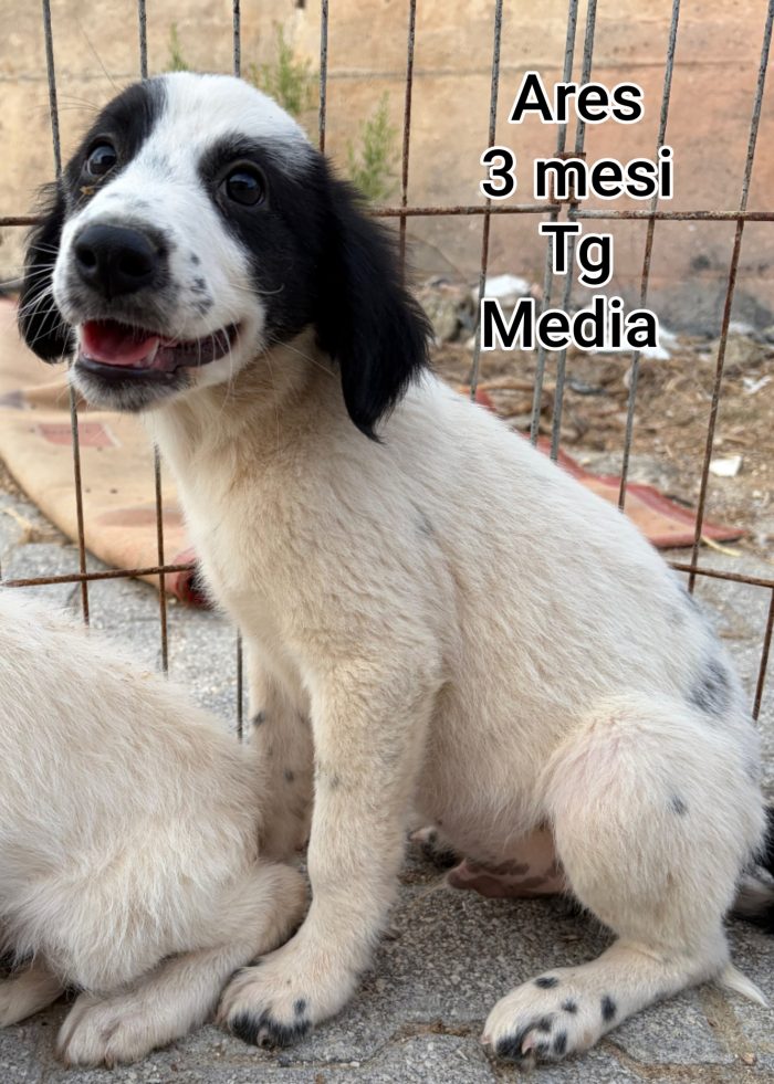 Tanti cucciolini in rifugio - media 4