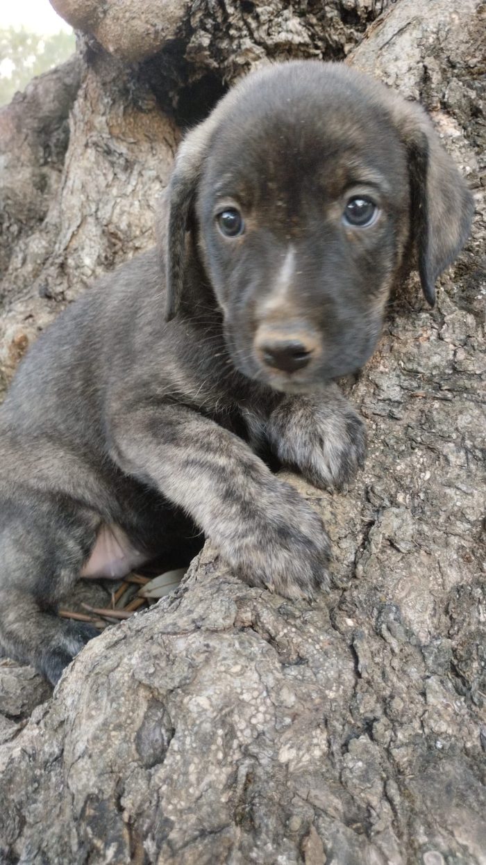 💟CUCCIOLA GIORGY, CERCA CONDIVISIONI E ADOZIONE 🏠