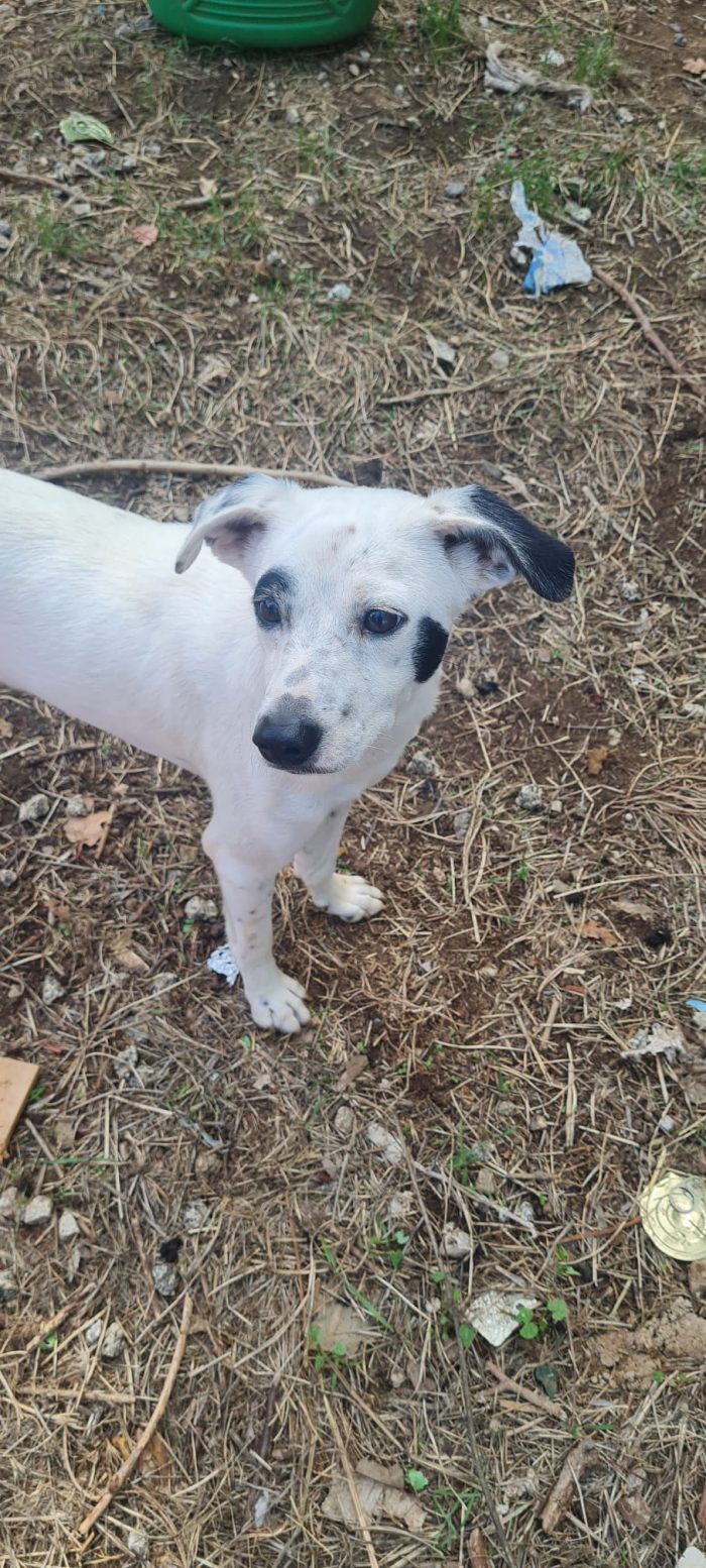 🐾PIPPO, SPLENDIDO DOLCE CAGNOLINO RECUPERATO PER STRADA, CERCA CONDIVISIONI E ADOZIONE 🏠 - media 4