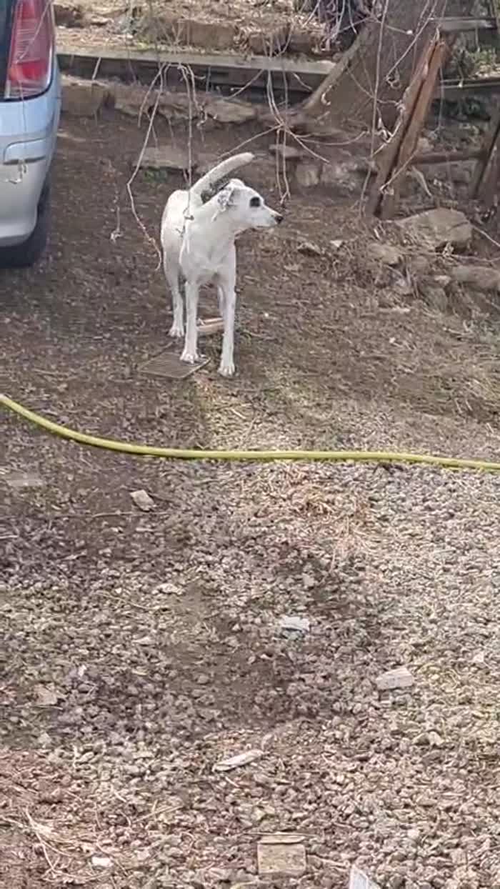 🐾PIPPO, SPLENDIDO DOLCE CAGNOLINO RECUPERATO PER STRADA, CERCA CONDIVISIONI E ADOZIONE 🏠 - media 5