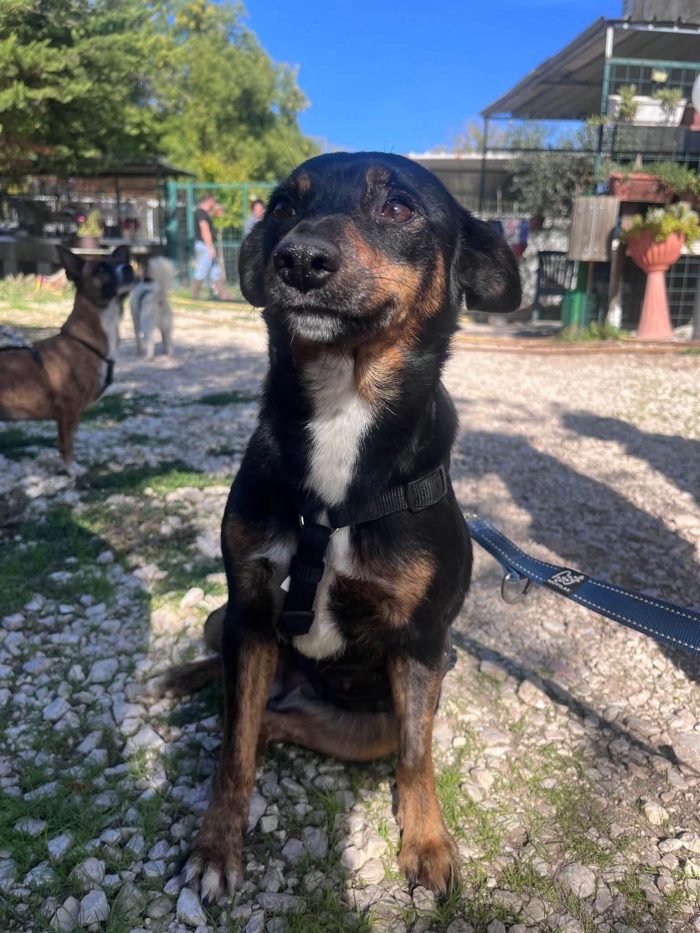 Lucciola una cagnolina PICCOLISSIMA!