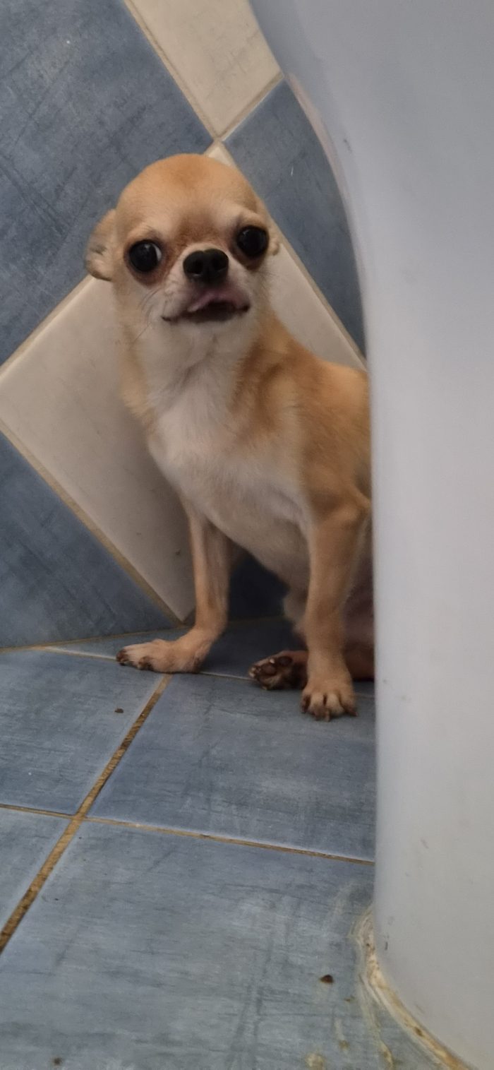 Piccolo Chihuahua da salvare