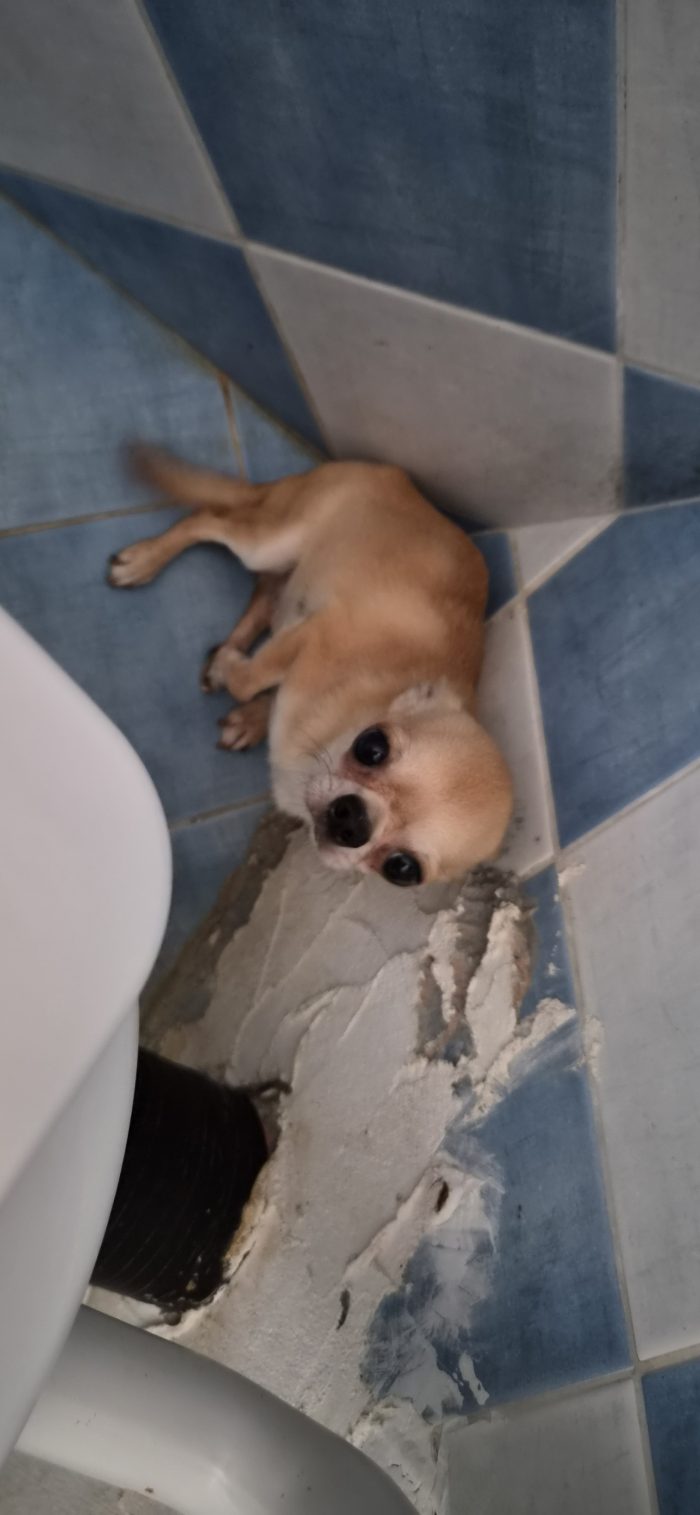 Piccolo Chihuahua da salvare