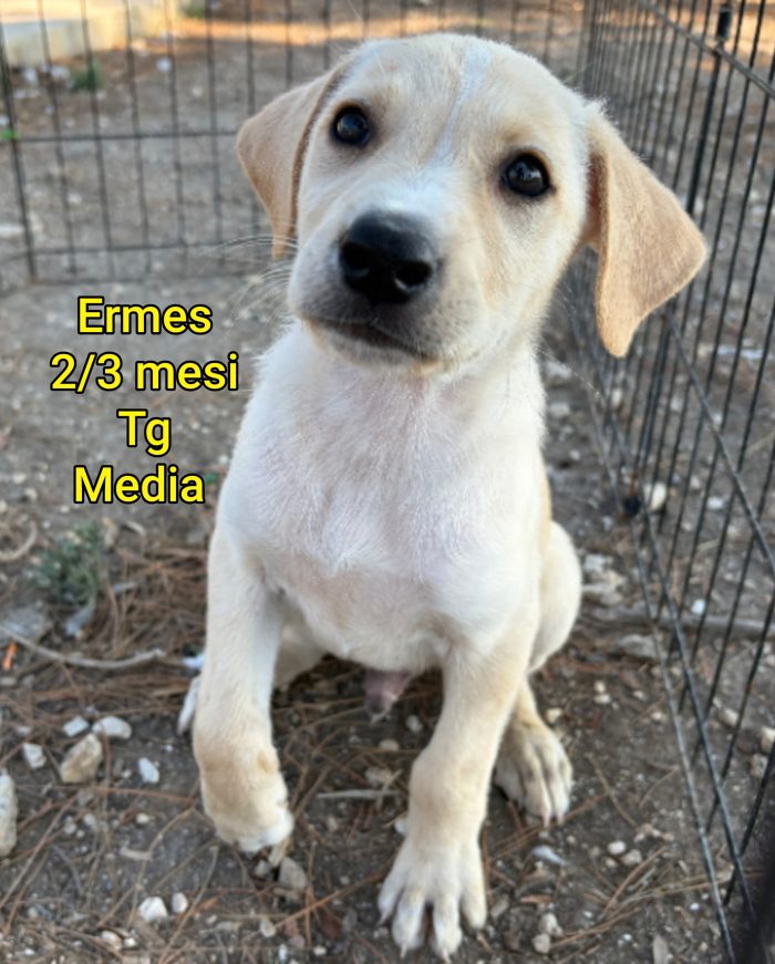 Trovatelli di 2 e 3 mesi - media 8