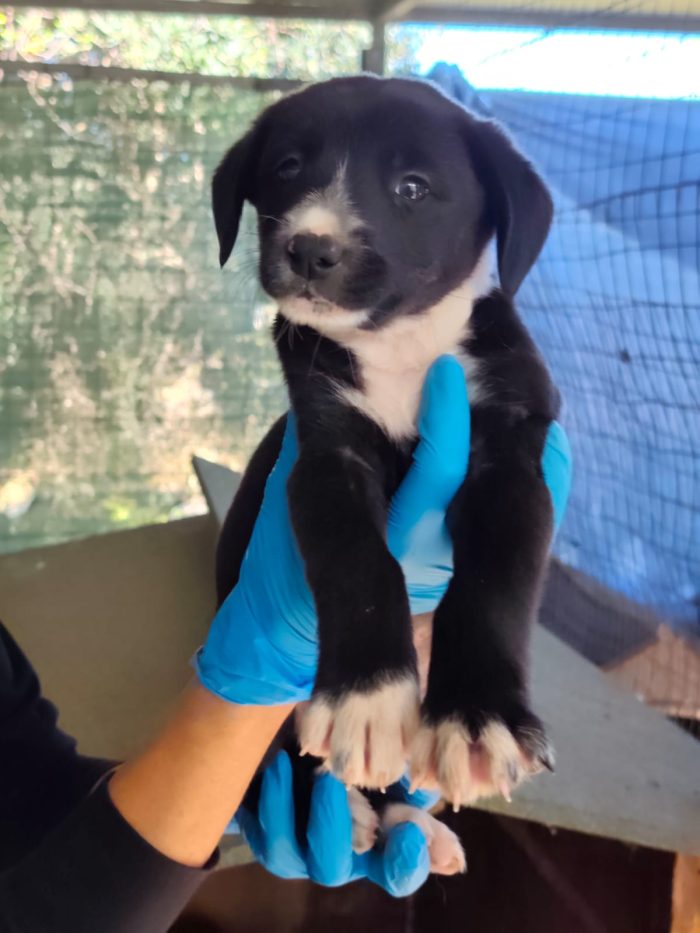 Oreo dolcissimo cucciolo cerca casa