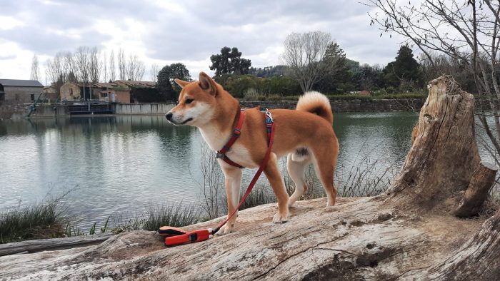 Raigo cerca una persona con esperienza e capacità di gestire il suo carattere e preferibilmente con giardino..