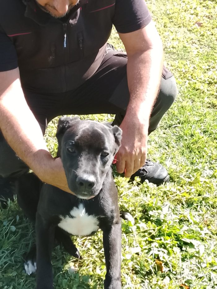 Leopoldo cuccioli di 5 mesi mix boxer corso