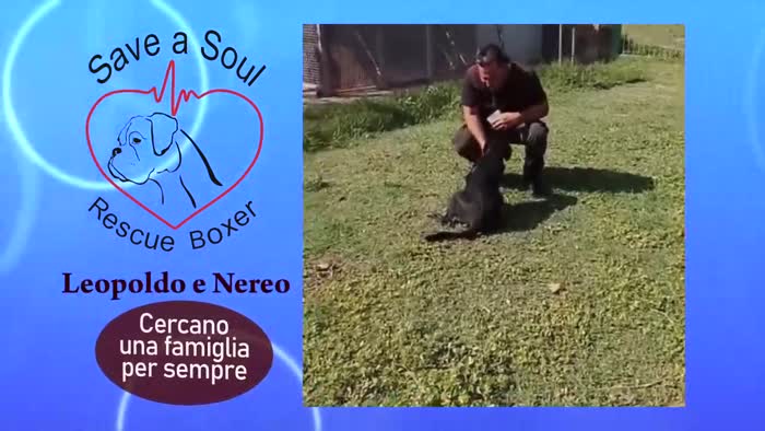 Leopoldo cuccioli di 5 mesi mix boxer corso