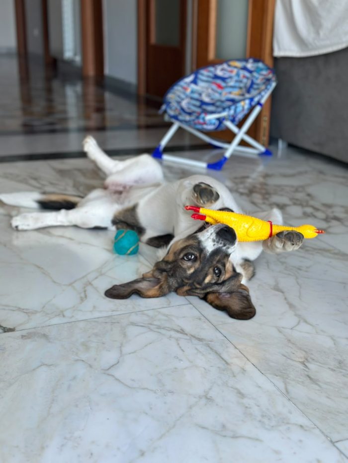 Mogli, una cagnolina dolce e affettuosa cerca casa! ❤️