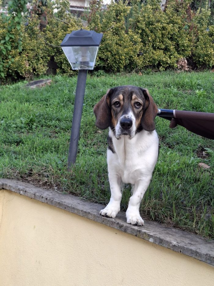 Mogli, una cagnolina dolce e affettuosa cerca casa! ❤️