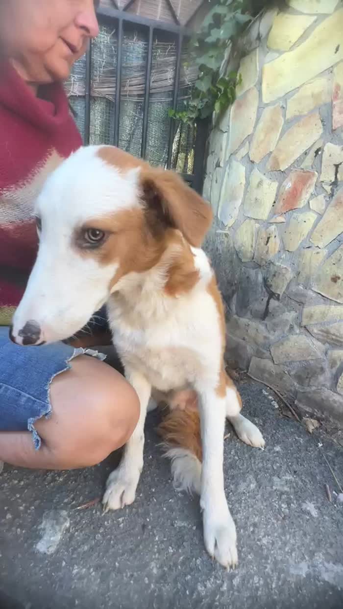 Chi ama non rinchiude... abbiamo scelto di cambiare il destino ora cerca una famiglia che non lo tradisca mai più. - media 8
