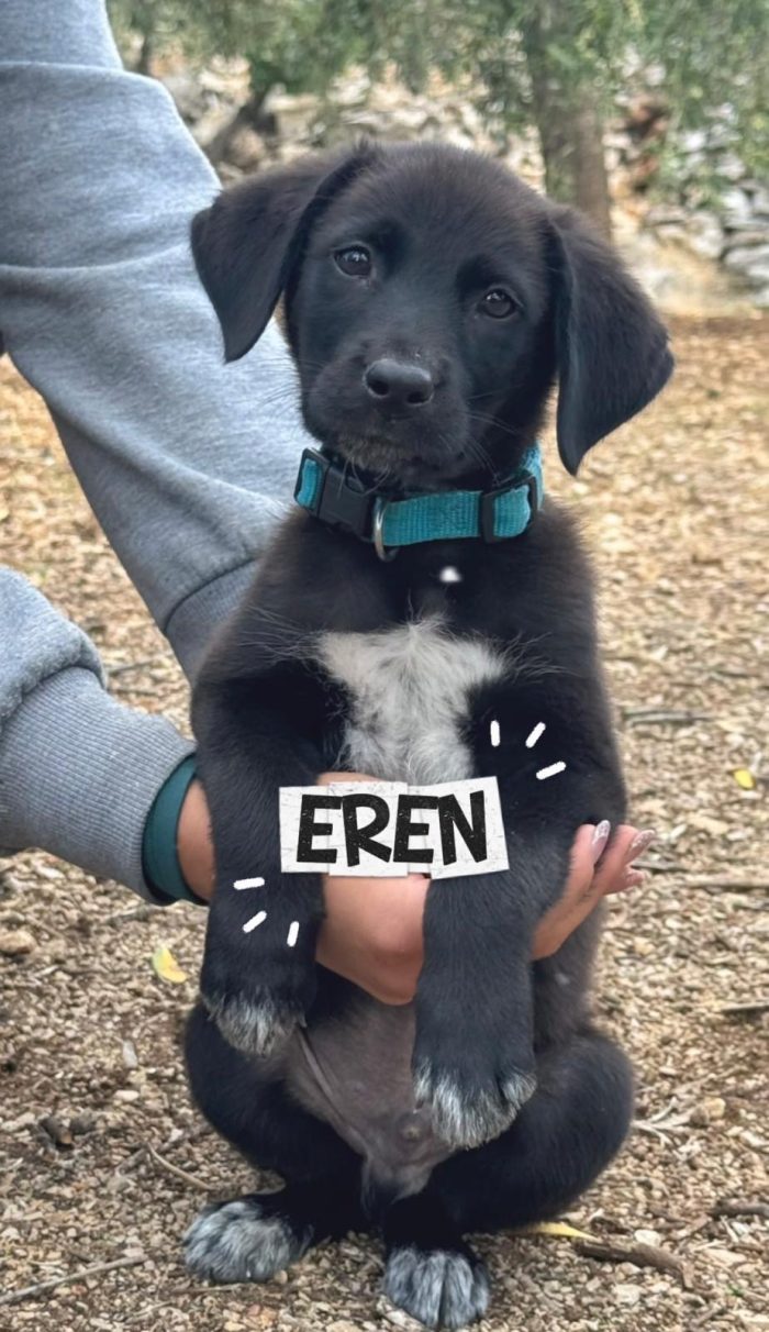 Eren bellissimo cucciolo nero con le scarpine