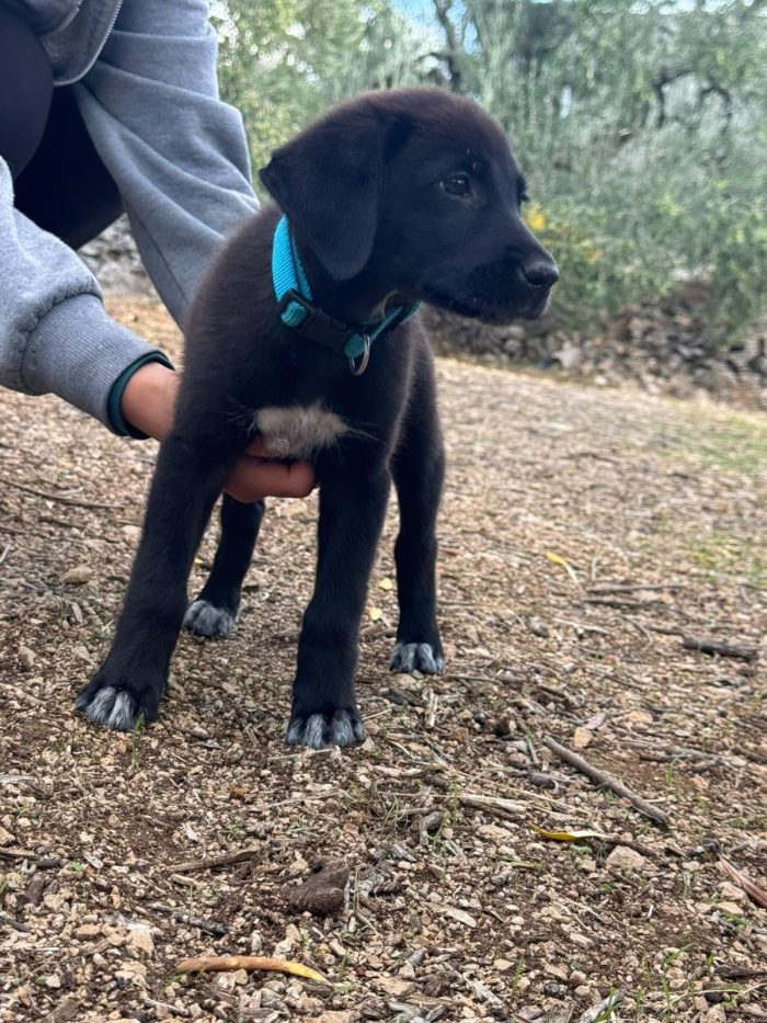 Eren bellissimo cucciolo nero con le scarpine