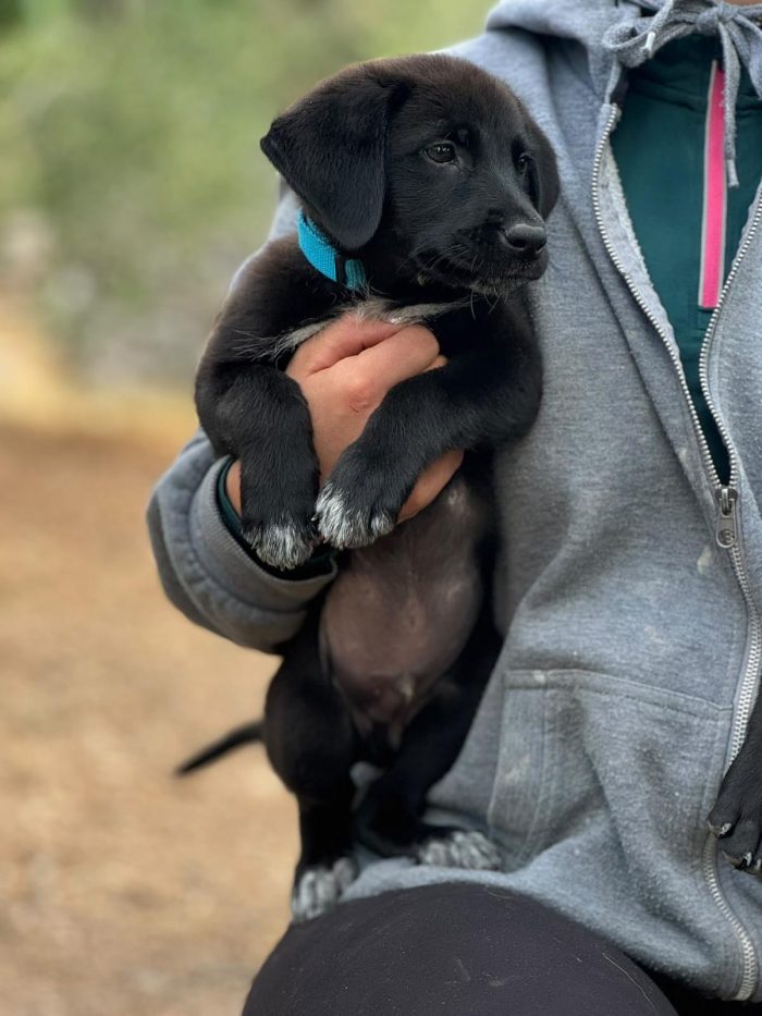 Eren bellissimo cucciolo nero con le scarpine - media 4