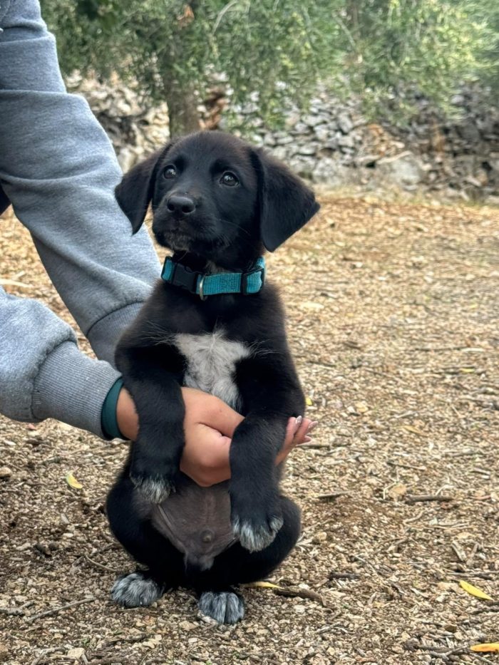 Eren bellissimo cucciolo nero con le scarpine - media 5