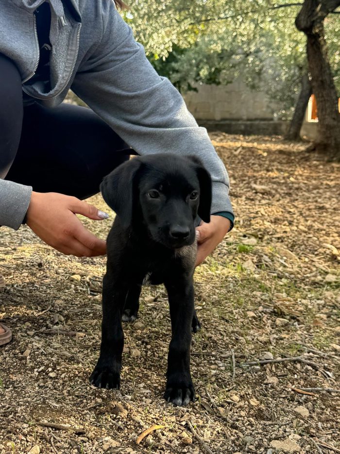Snoopy bellissimo cucciolo nero
