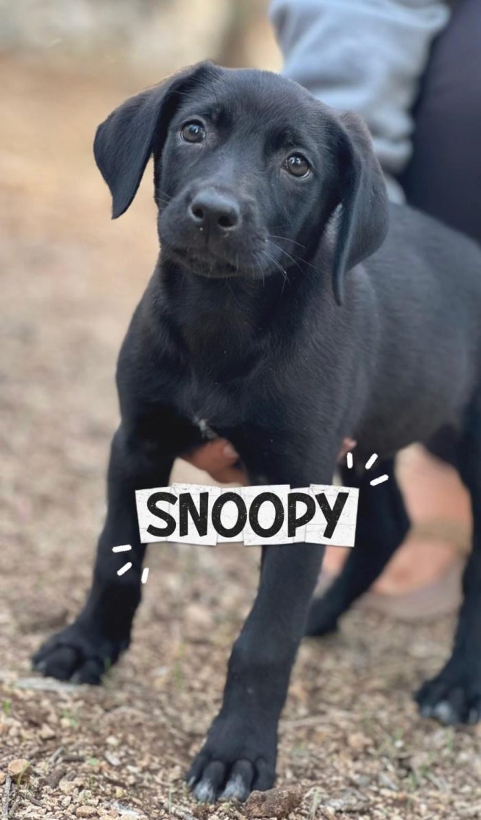 Snoopy bellissimo cucciolo nero
