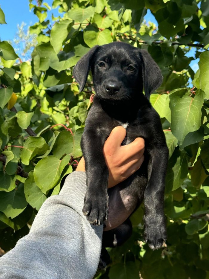 Snoopy bellissimo cucciolo nero - media 5