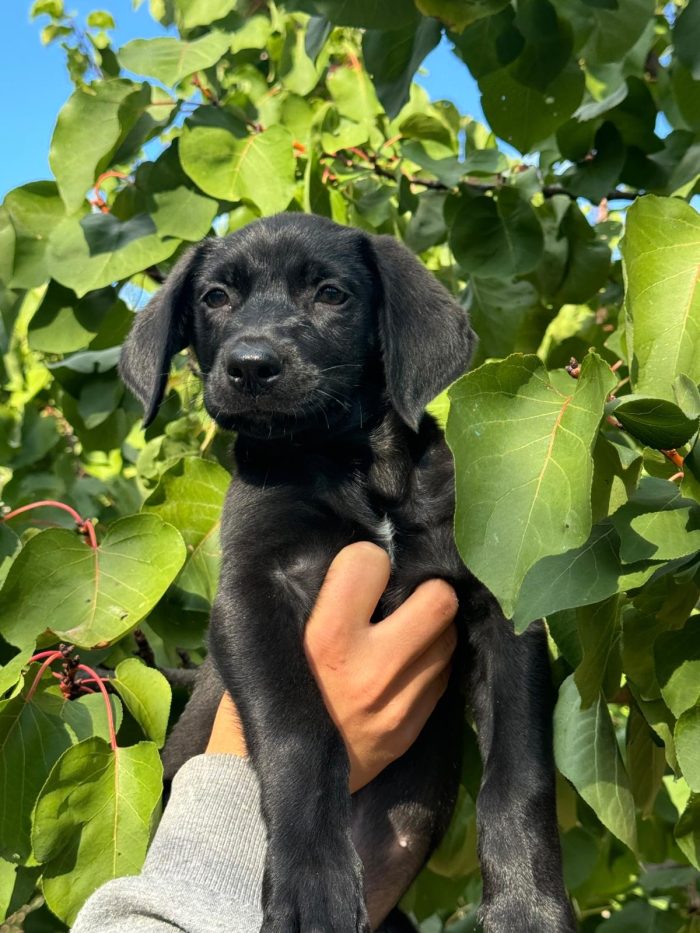 Snoopy bellissimo cucciolo nero - media 4