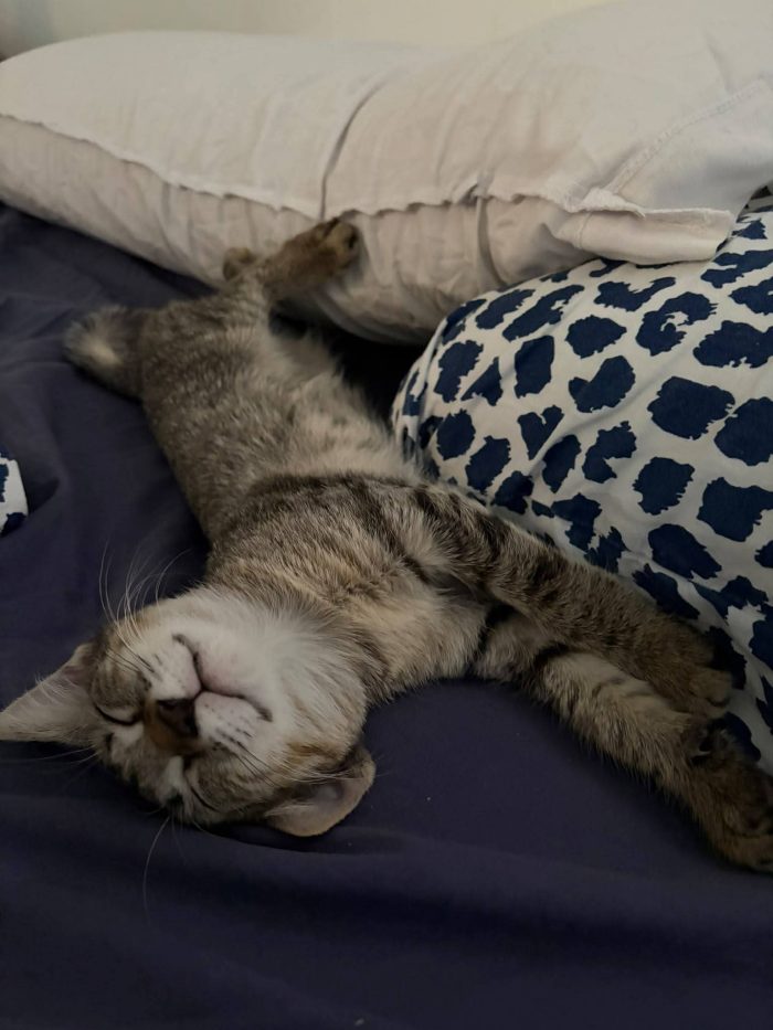 Lilì gattina