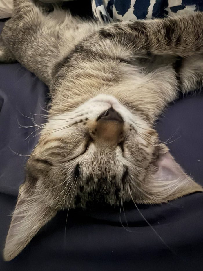 Lilì gattina