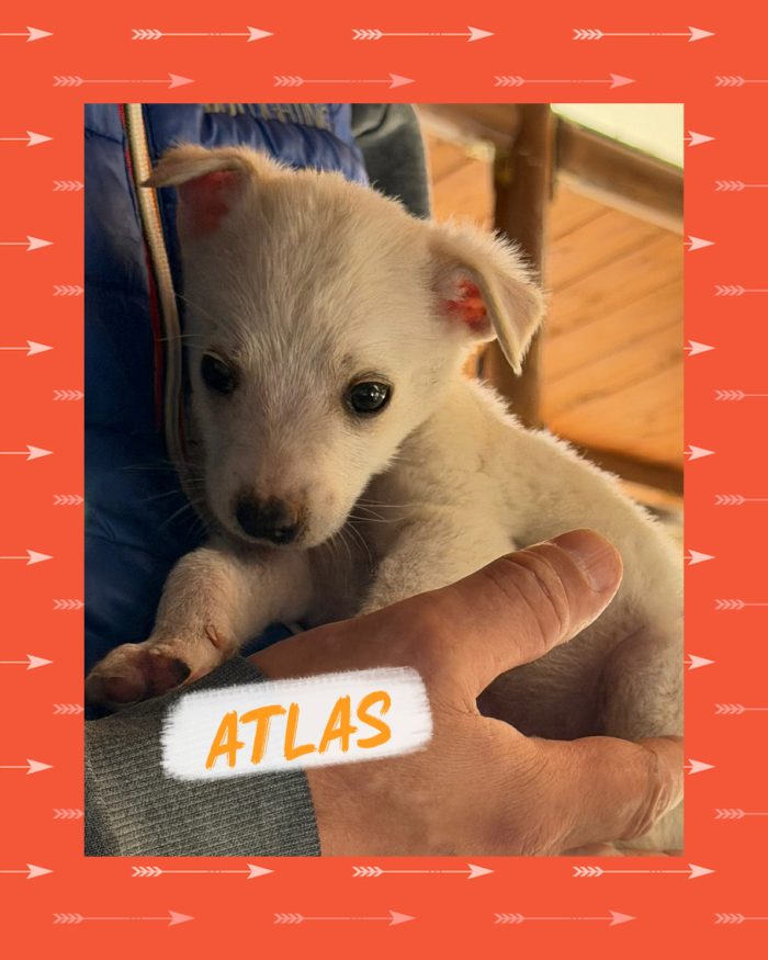 💙🐾 ATLAS dolce cucciolino in adozione