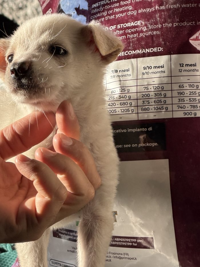 💙🐾 ATLAS dolce cucciolino in adozione