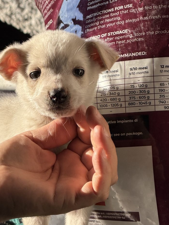 💙🐾 ATLAS dolce cucciolino in adozione