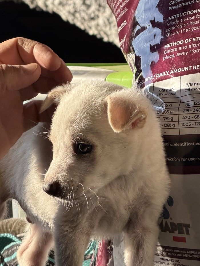 💙🐾 ATLAS dolce cucciolino in adozione - media 4