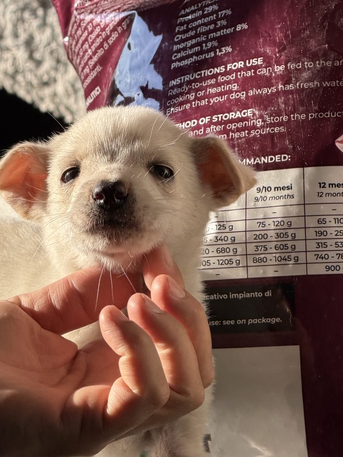 💙🐾 ATLAS dolce cucciolino in adozione - media 5