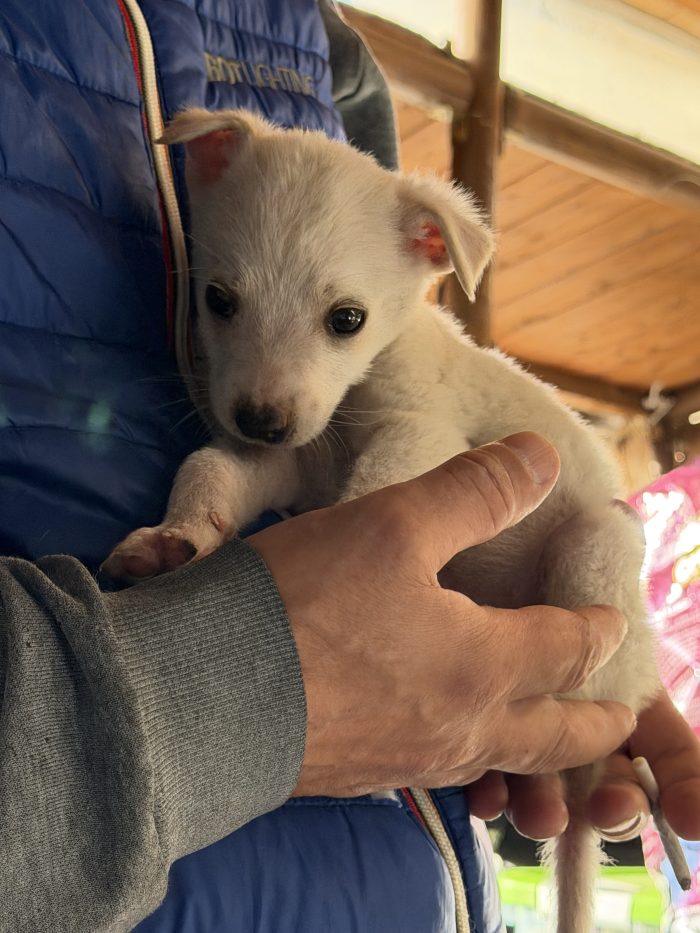 💙🐾 ATLAS dolce cucciolino in adozione - media 6