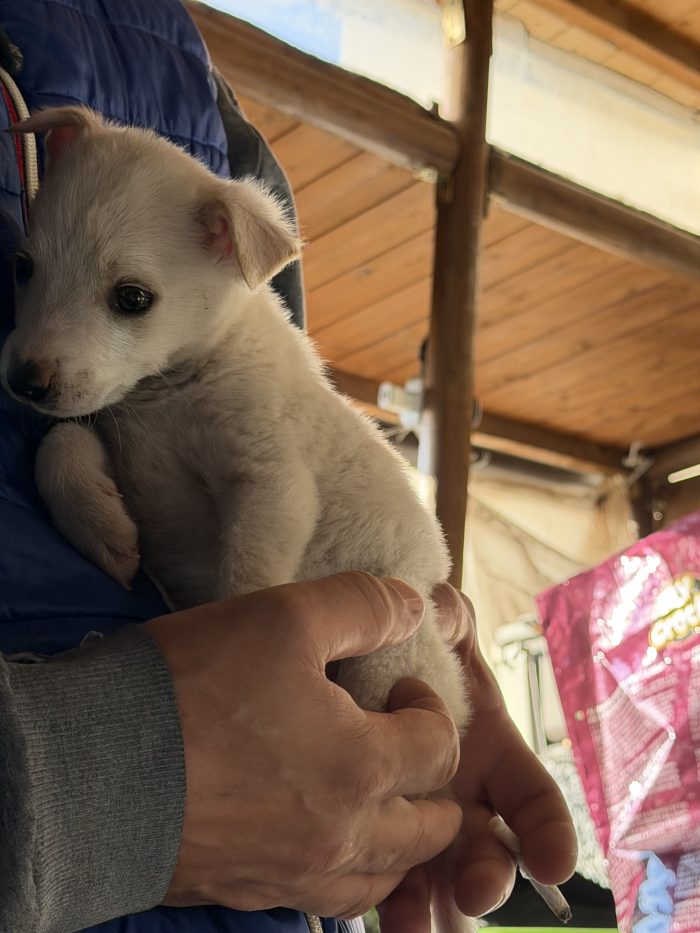 💙🐾 ATLAS dolce cucciolino in adozione - media 7